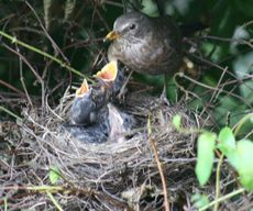 Amsel-5-Tag-6.jpg